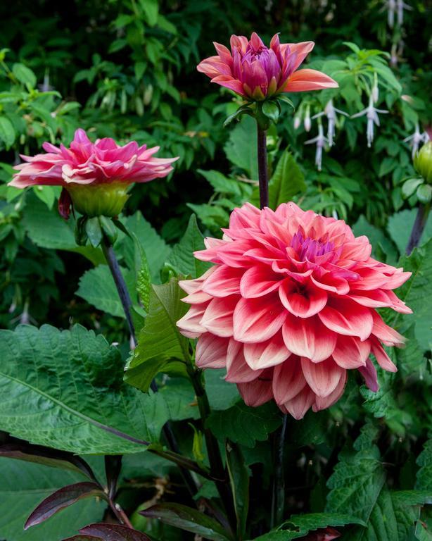 Sea Cliff Gardens Bed and Breakfast Port Angeles Buitenkant foto