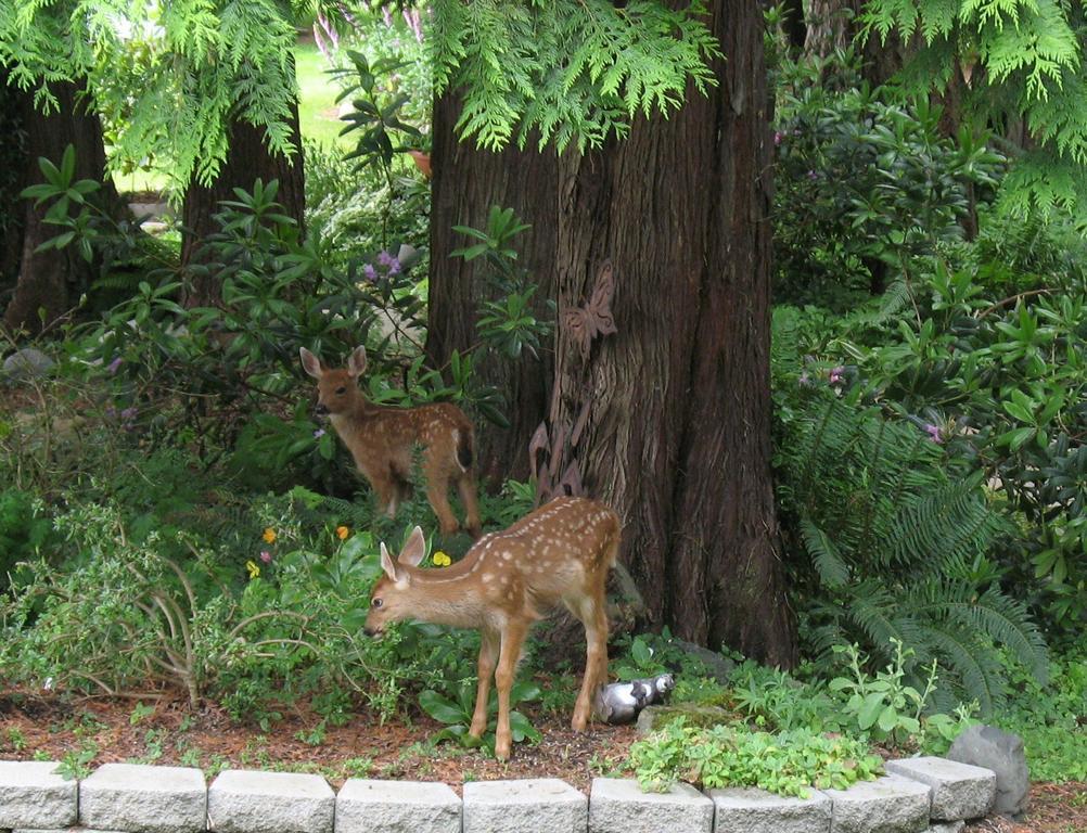 Sea Cliff Gardens Bed and Breakfast Port Angeles Buitenkant foto